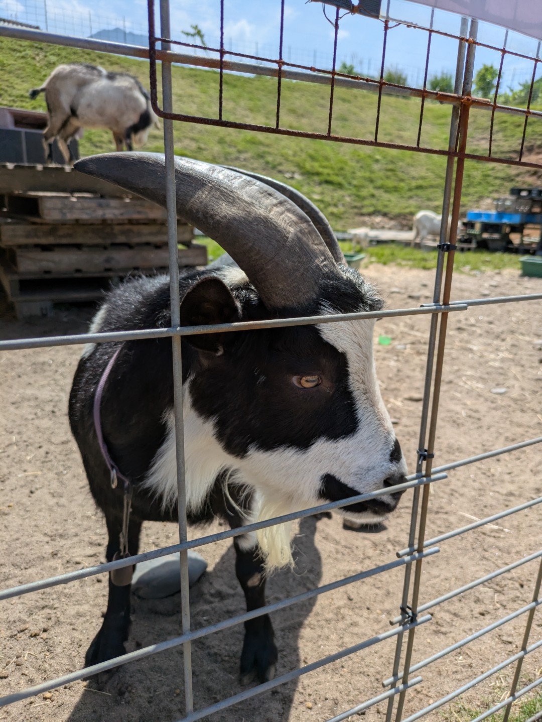 A goat at a coin laundry in Yakushima